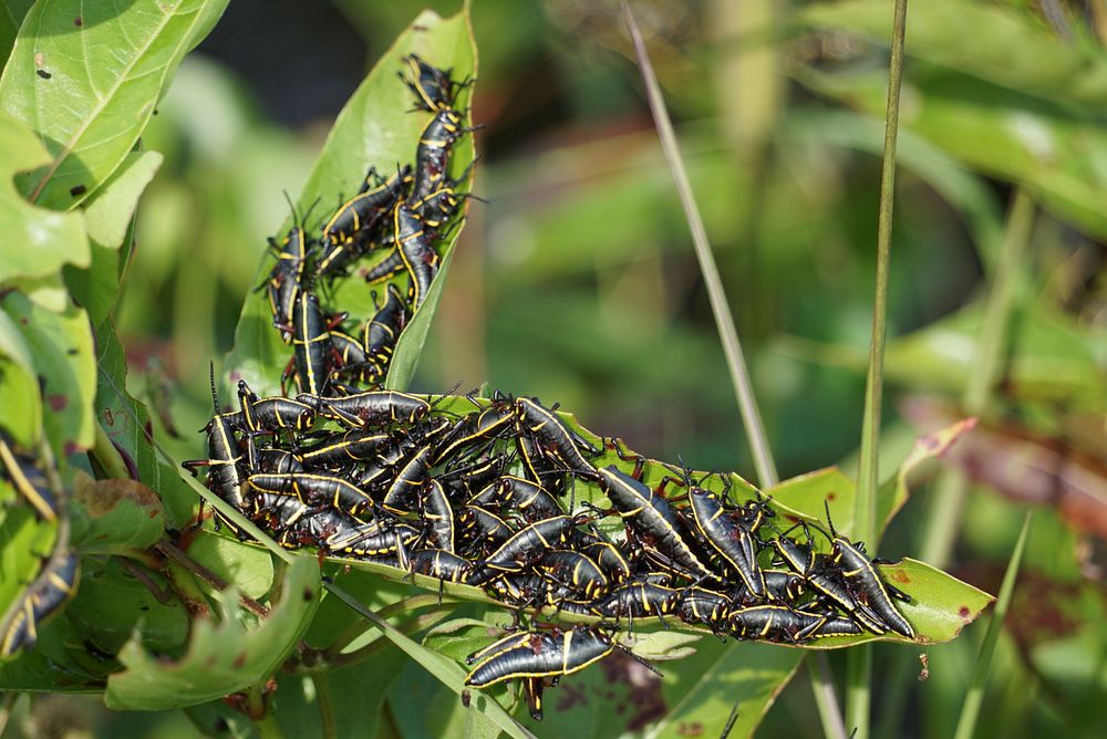 crickets infestation