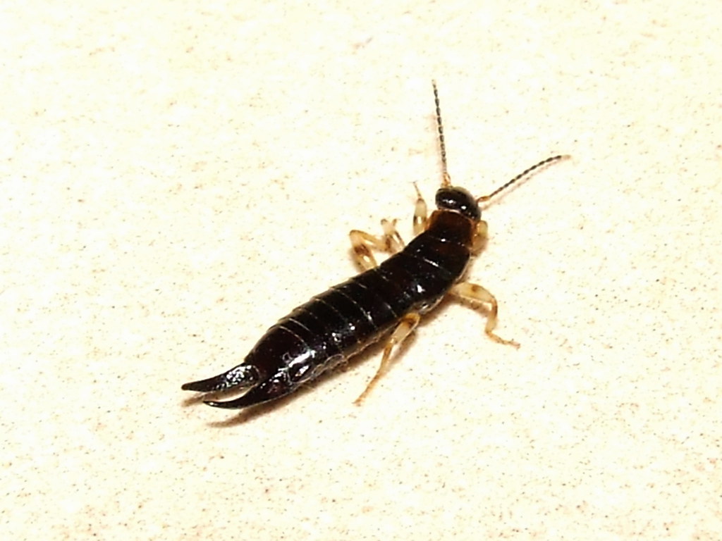 how to get rid of earwigs