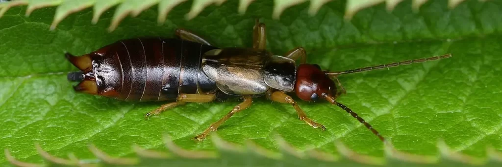 earwigs