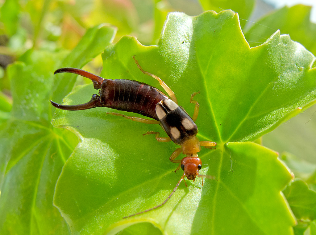 control earwigs at home