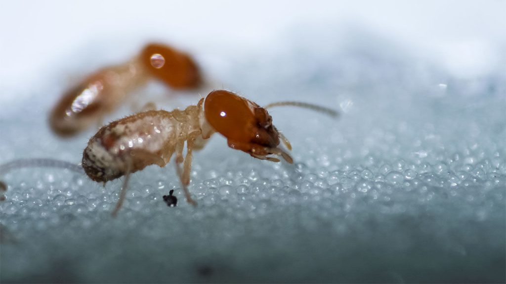 termite prevention tips