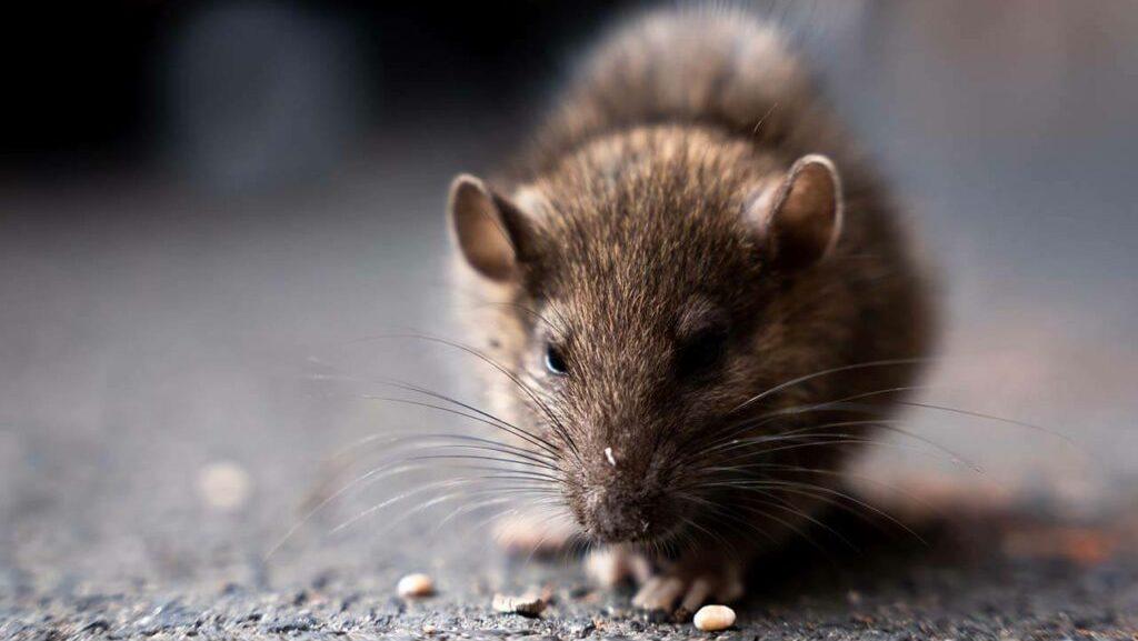 get rid of rodents