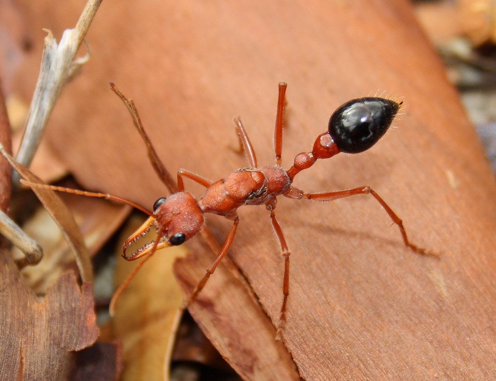 fire ants bite