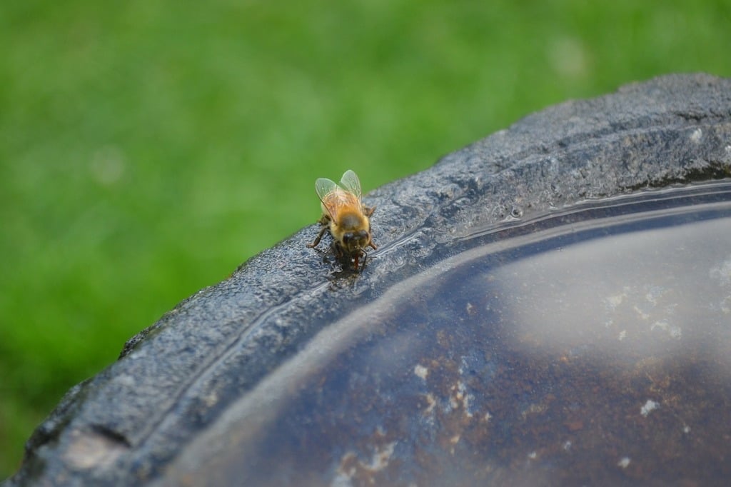 flies on food sources