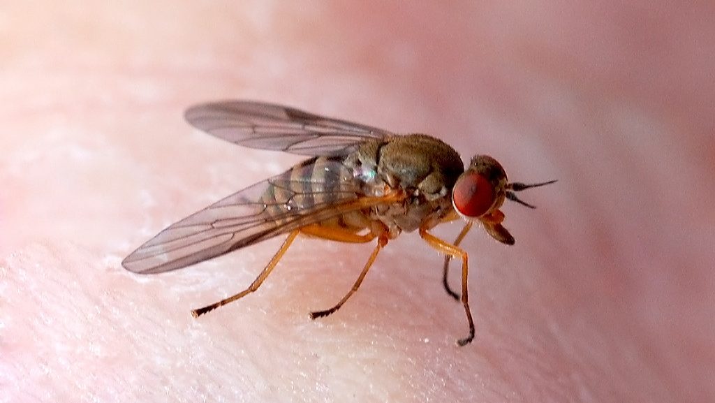 fly bitting human hand, fly bites