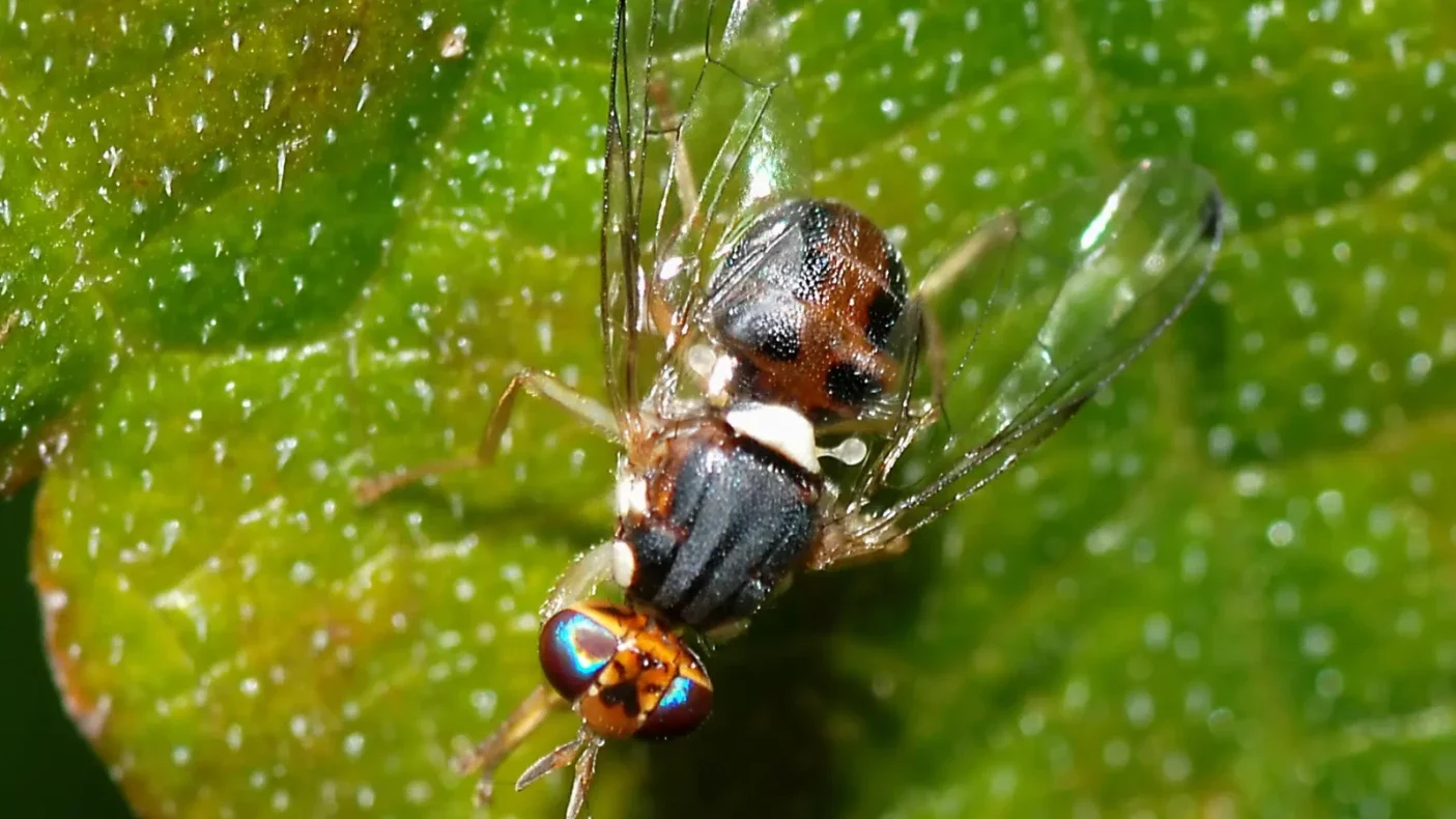 fruit flies eggs