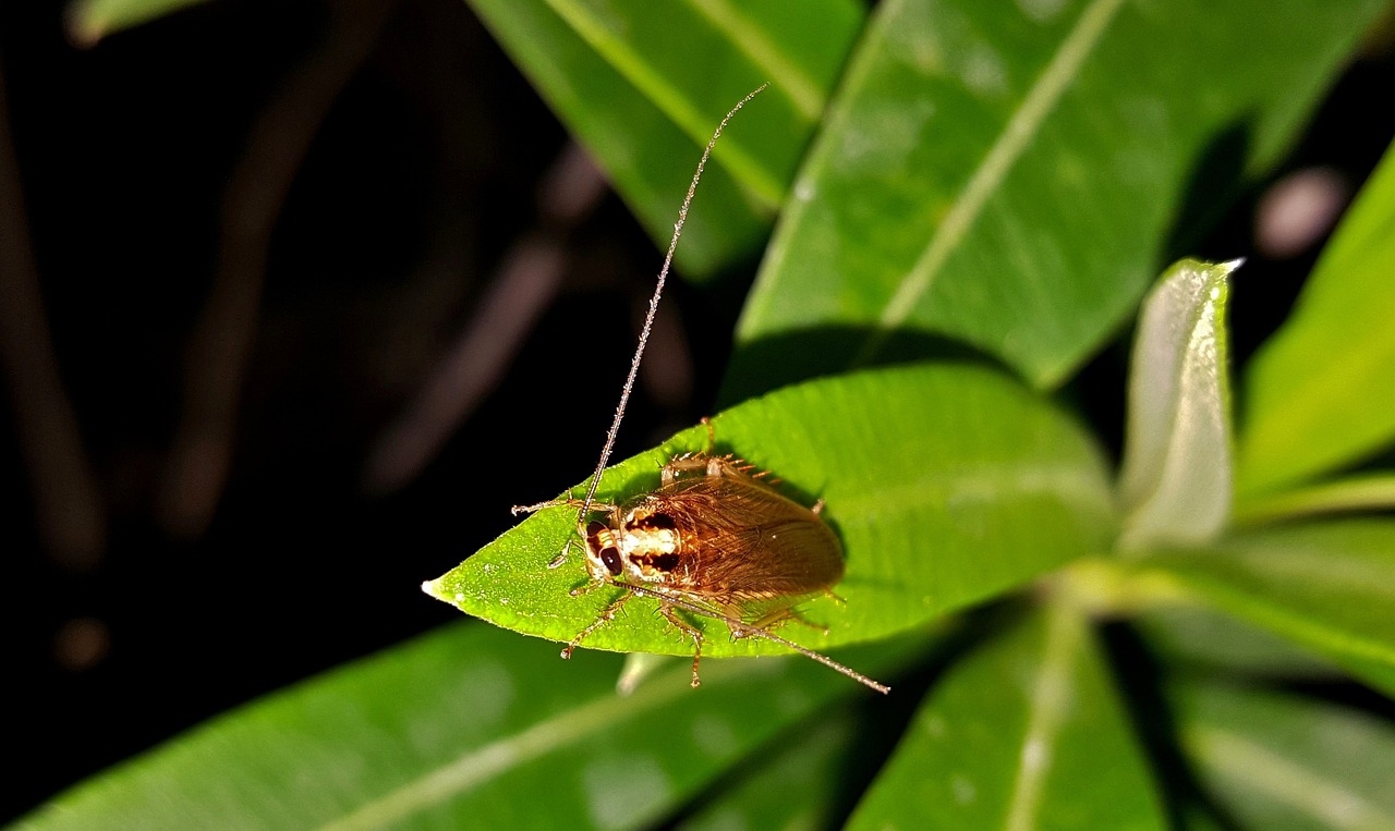 German Cockroach