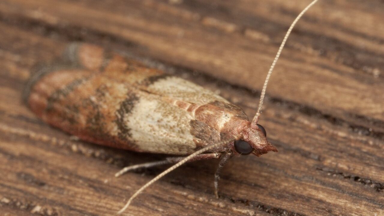 Indian Meal Moths