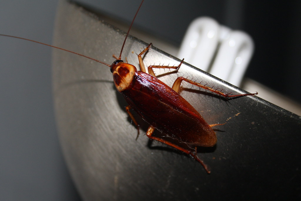 get rid of american roaches