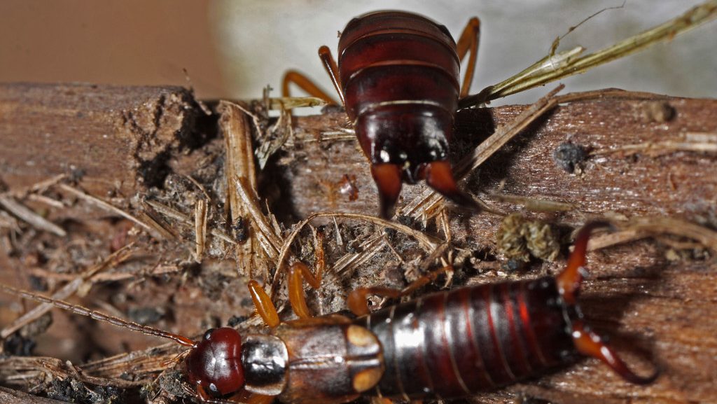 how to get rid of earwigs