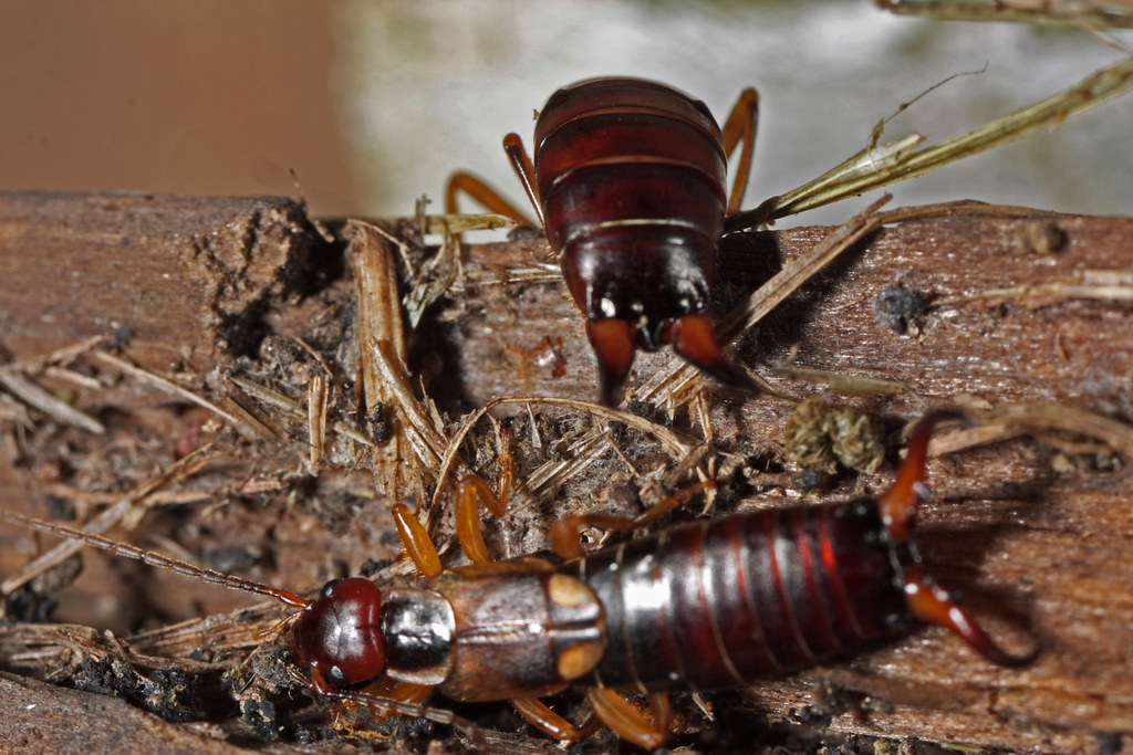 how to get rid of earwigs