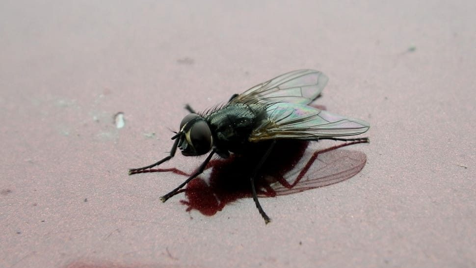 how to get rid of flies
