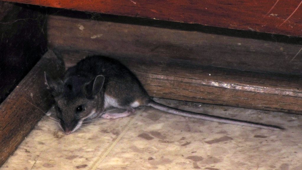 mice in attic