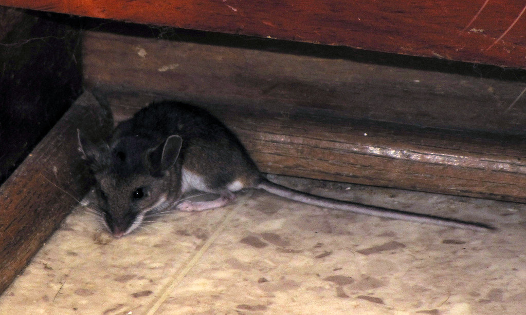 mice in attic