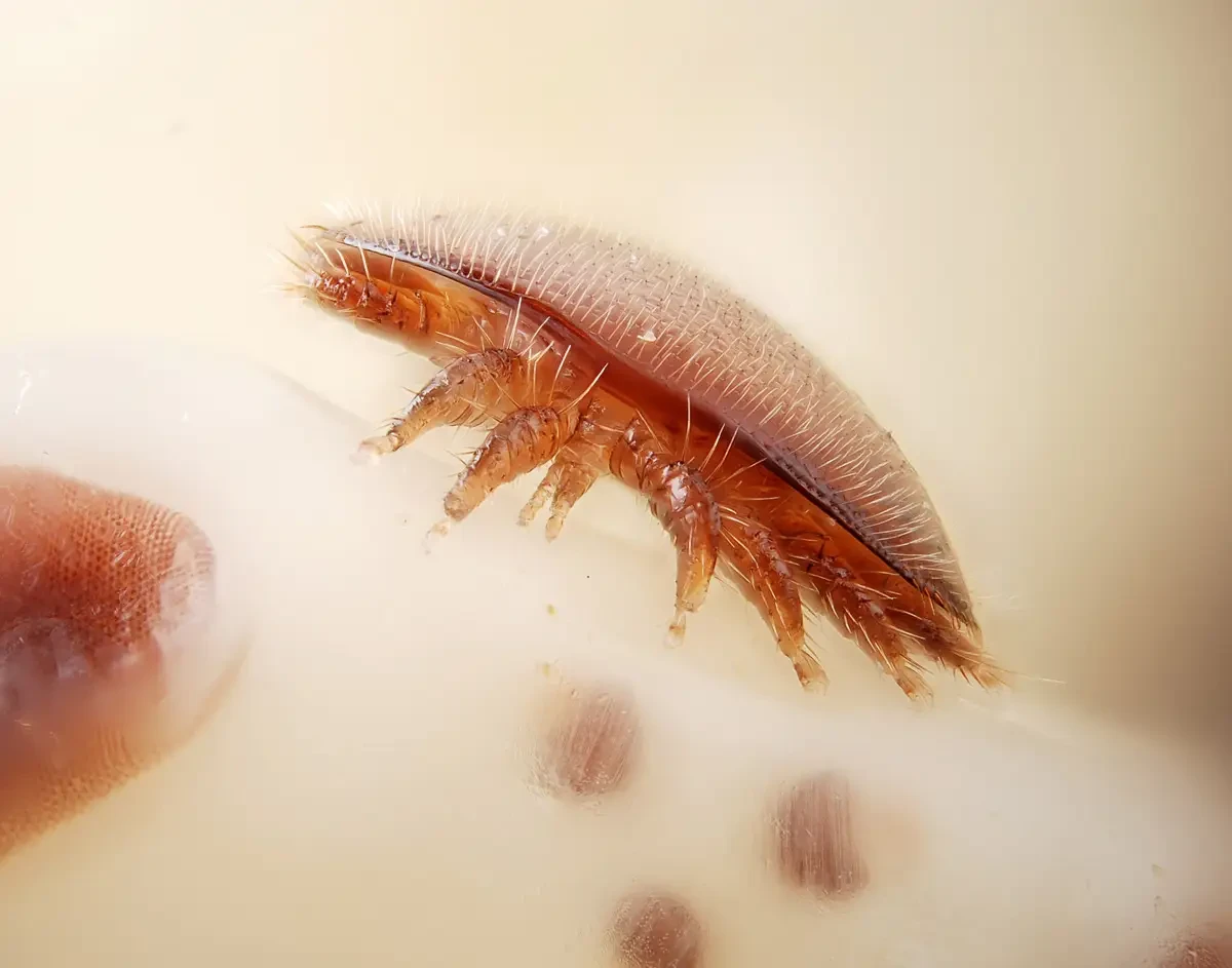 are mites dangerous for humans