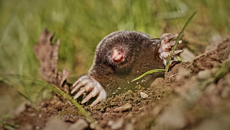 moles, eats ants