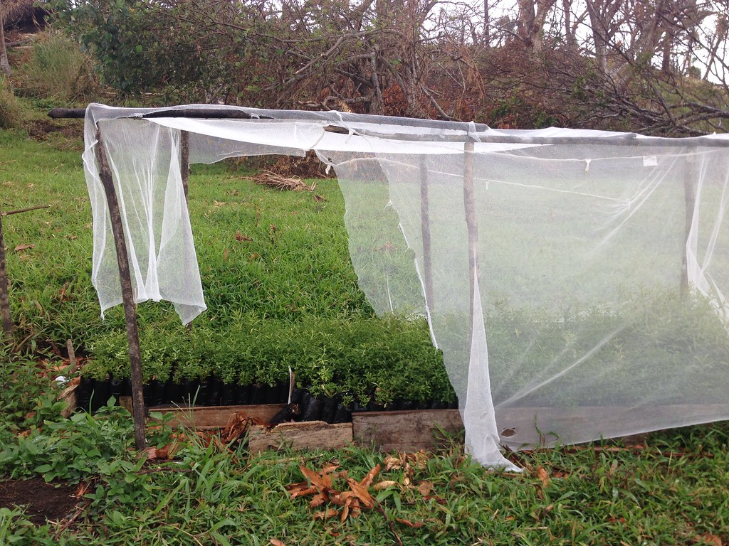 Mosquito nest in Garden