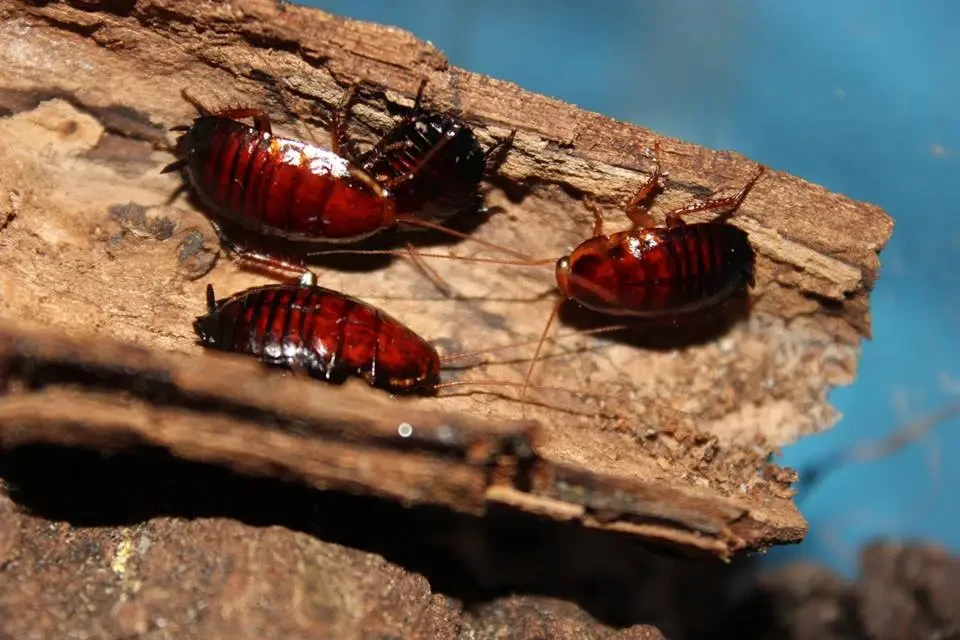 cockroach repellent