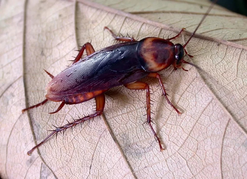 smoky brown cockroaches