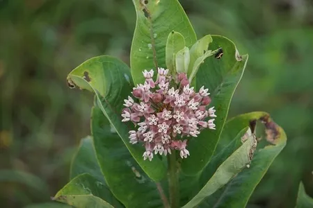 plant protection from pests