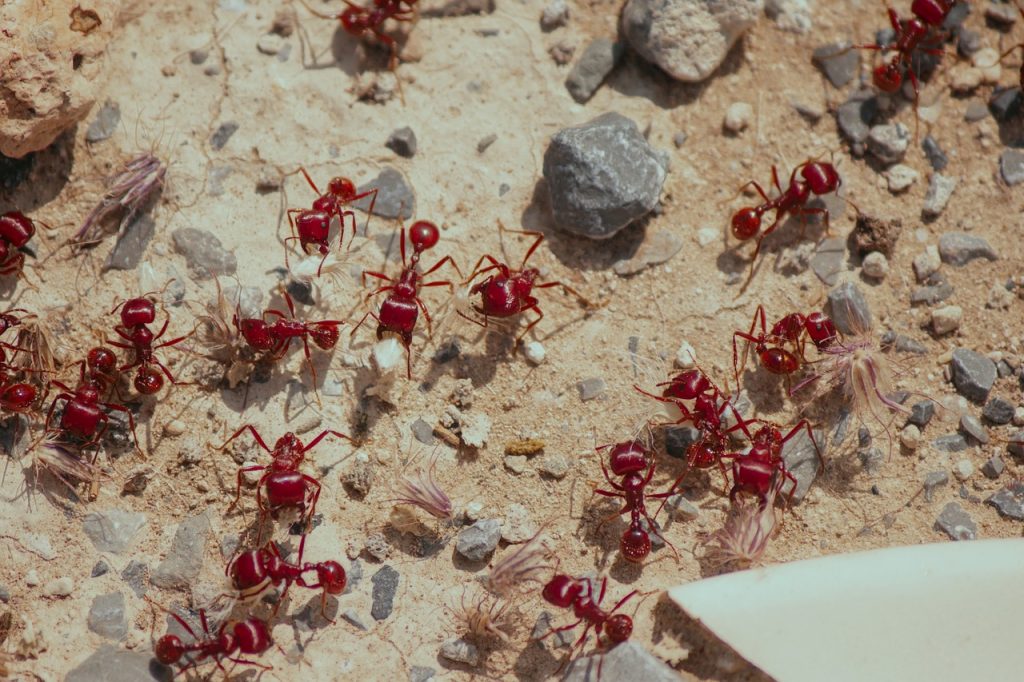 red ants outside my house