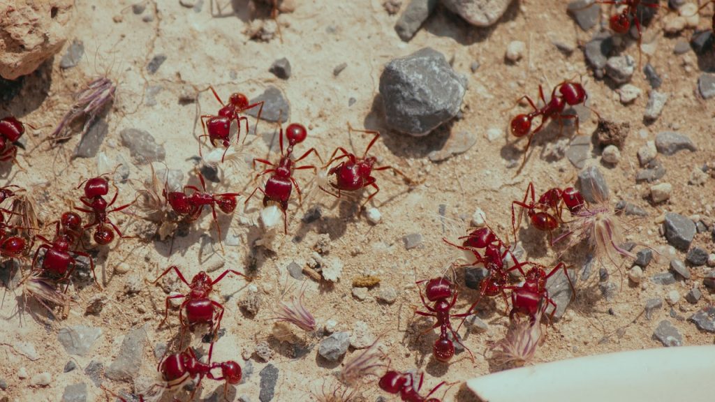 red ants outside my house