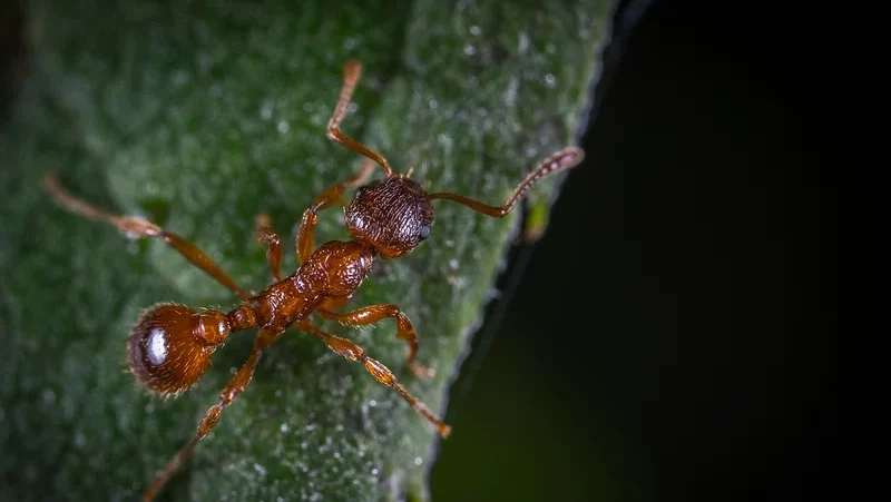 Outdoor House Ants