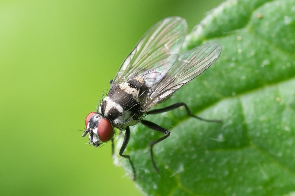 remove flies from house