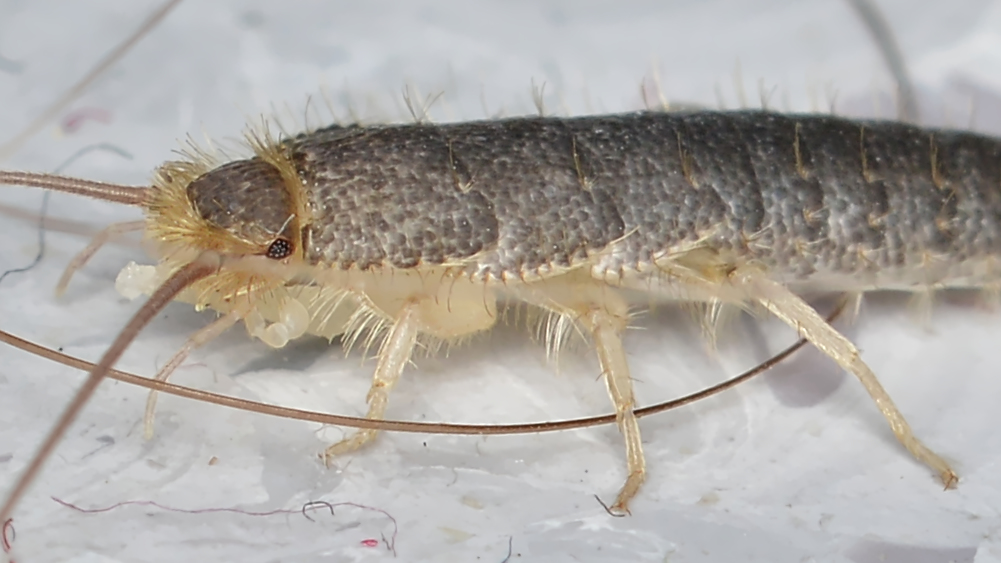 silverfish Predators