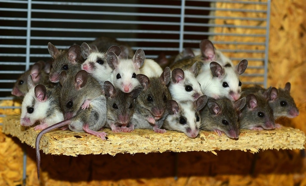 get rid of rodents