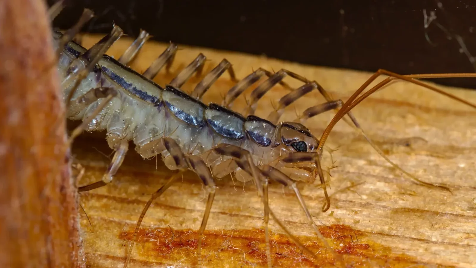 silverfish inside house, silverfish eat