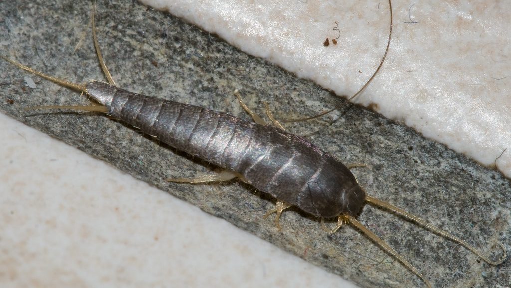 silverfish infestation at home