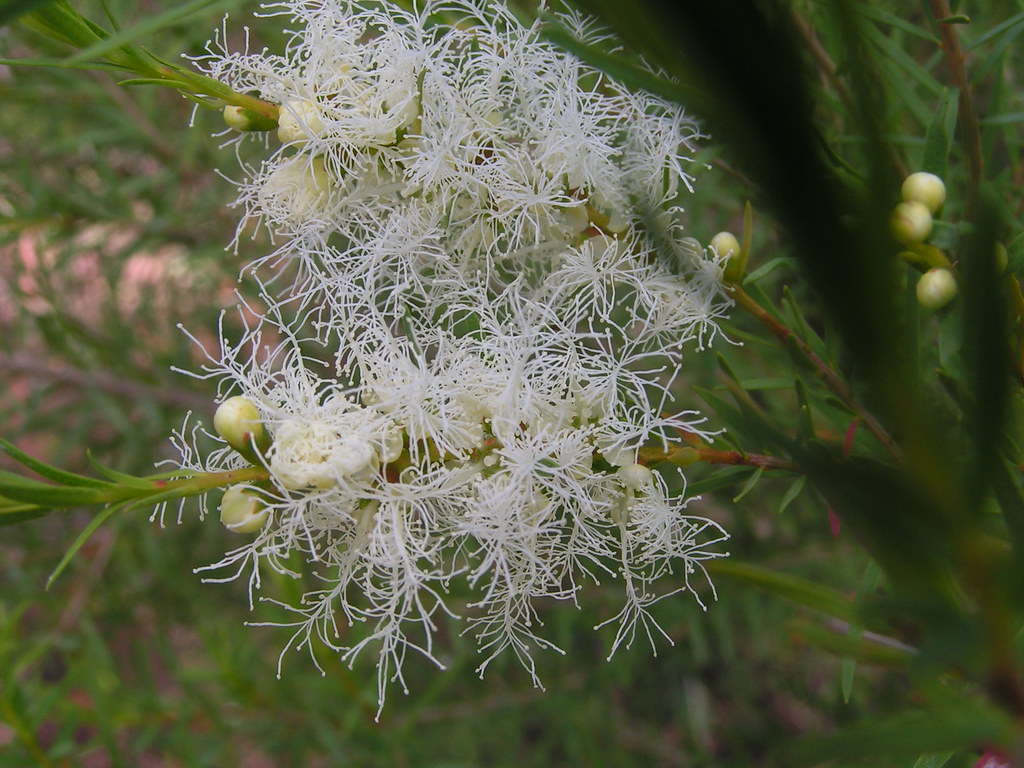 tea tree oil