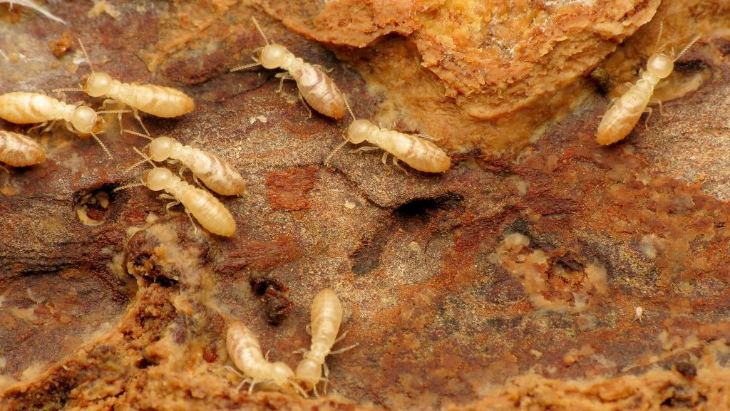 control termite