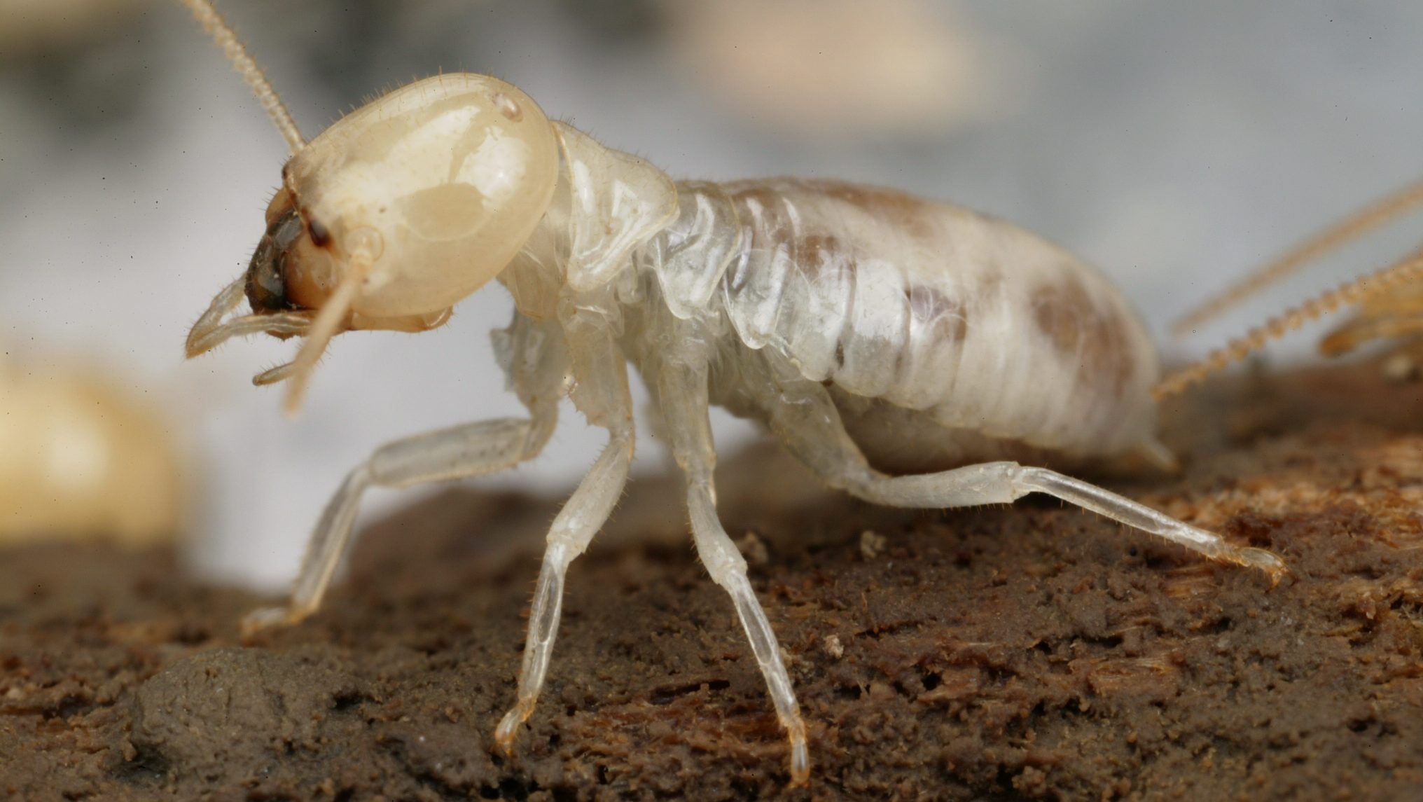 termite treatments, termite inspection