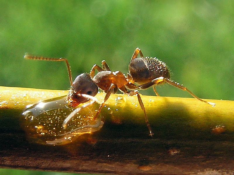 ants getting sugar