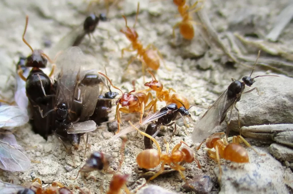 what carpenter ants eats, ants bite