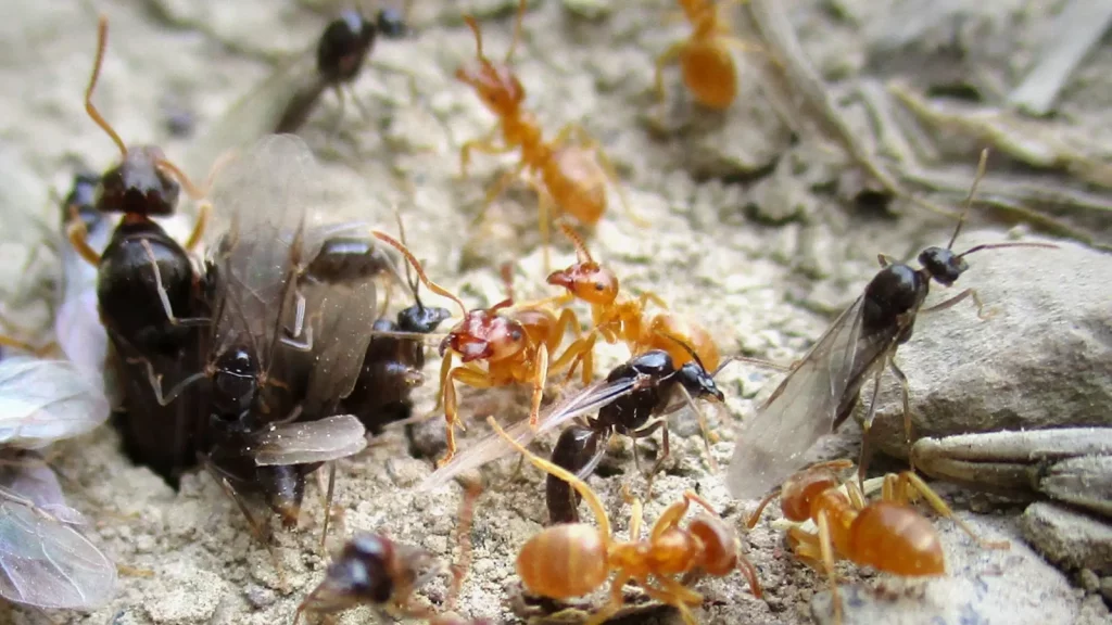 what carpenter ants eats, ants bite