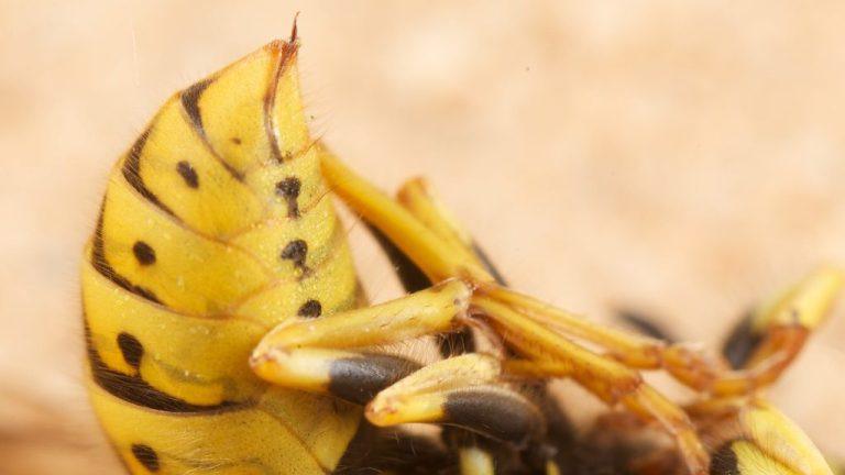 When to Learn About a Yellow Jacket Sting: Health Risks & Signs