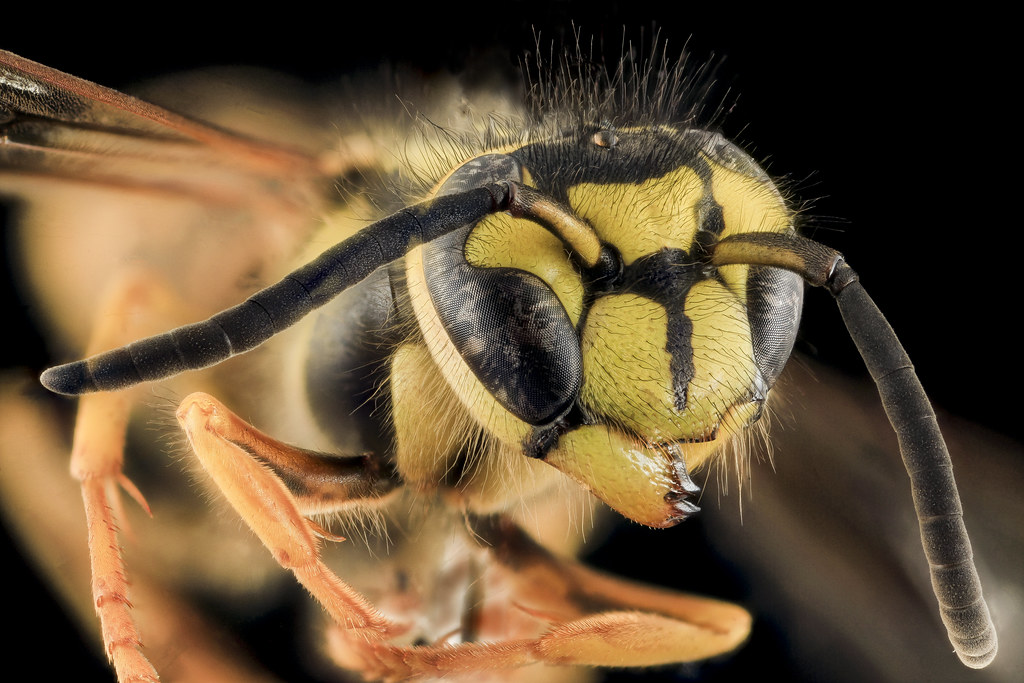 get rid of yellow jackets