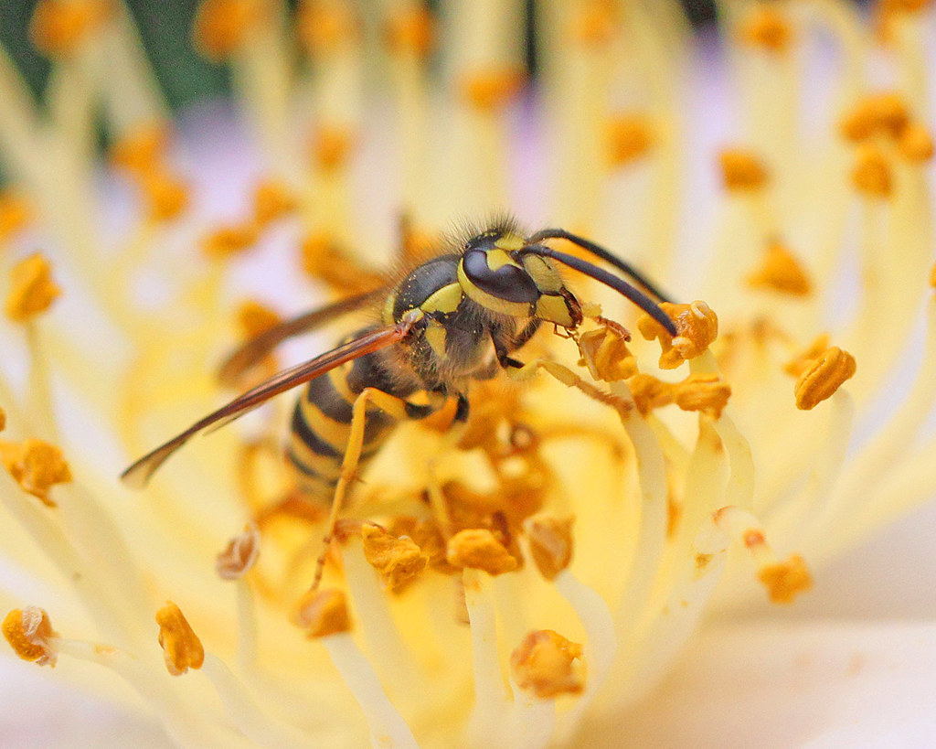 yellow jackets