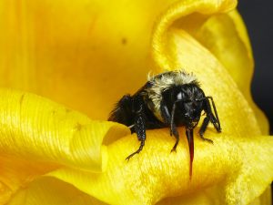 Common eastern bumble bee