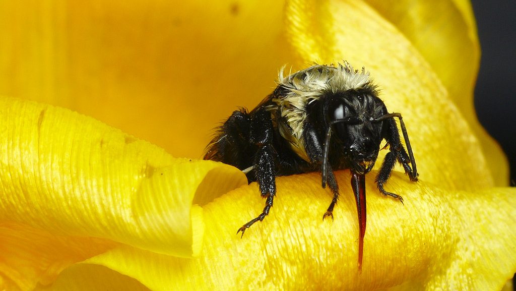 Common eastern bumble bee