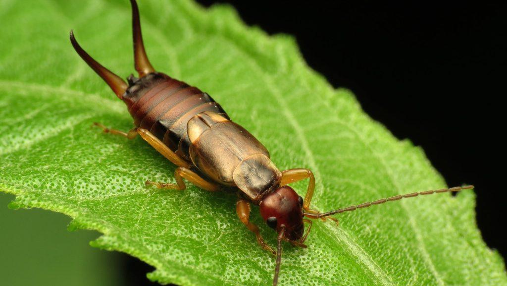 Earwig, why are earwigs called earwigs