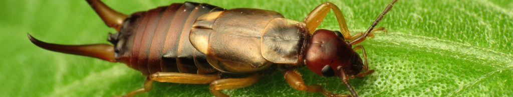 earwig, why are earwigs called earwigs