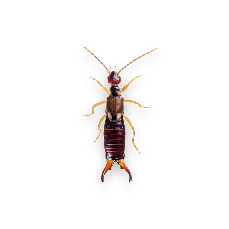 earwigs