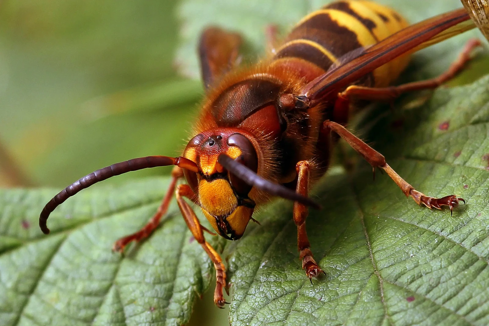 European Hornet