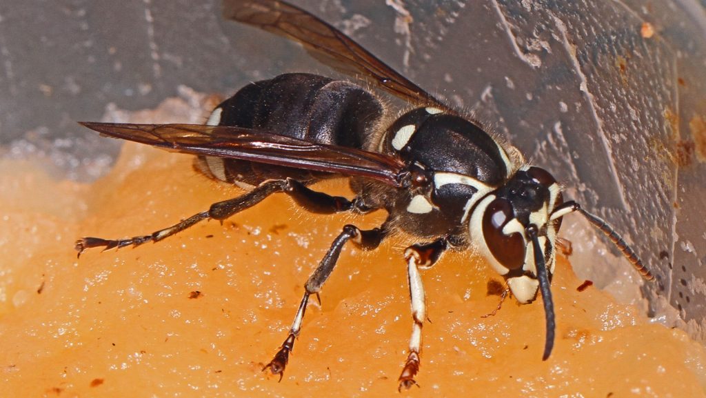 Bald Face Hornet with stinger