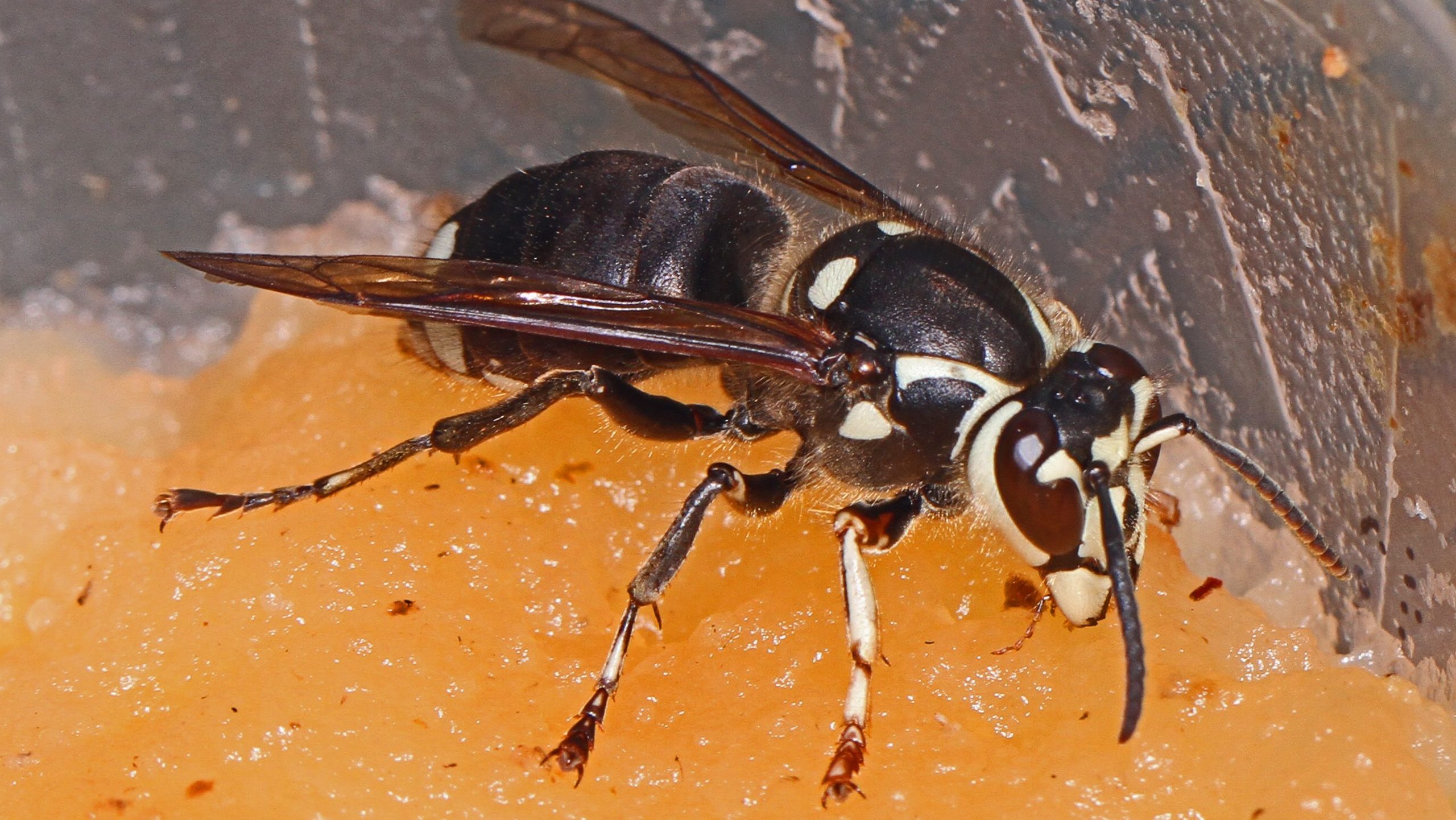 Bald Face Hornet with stinger