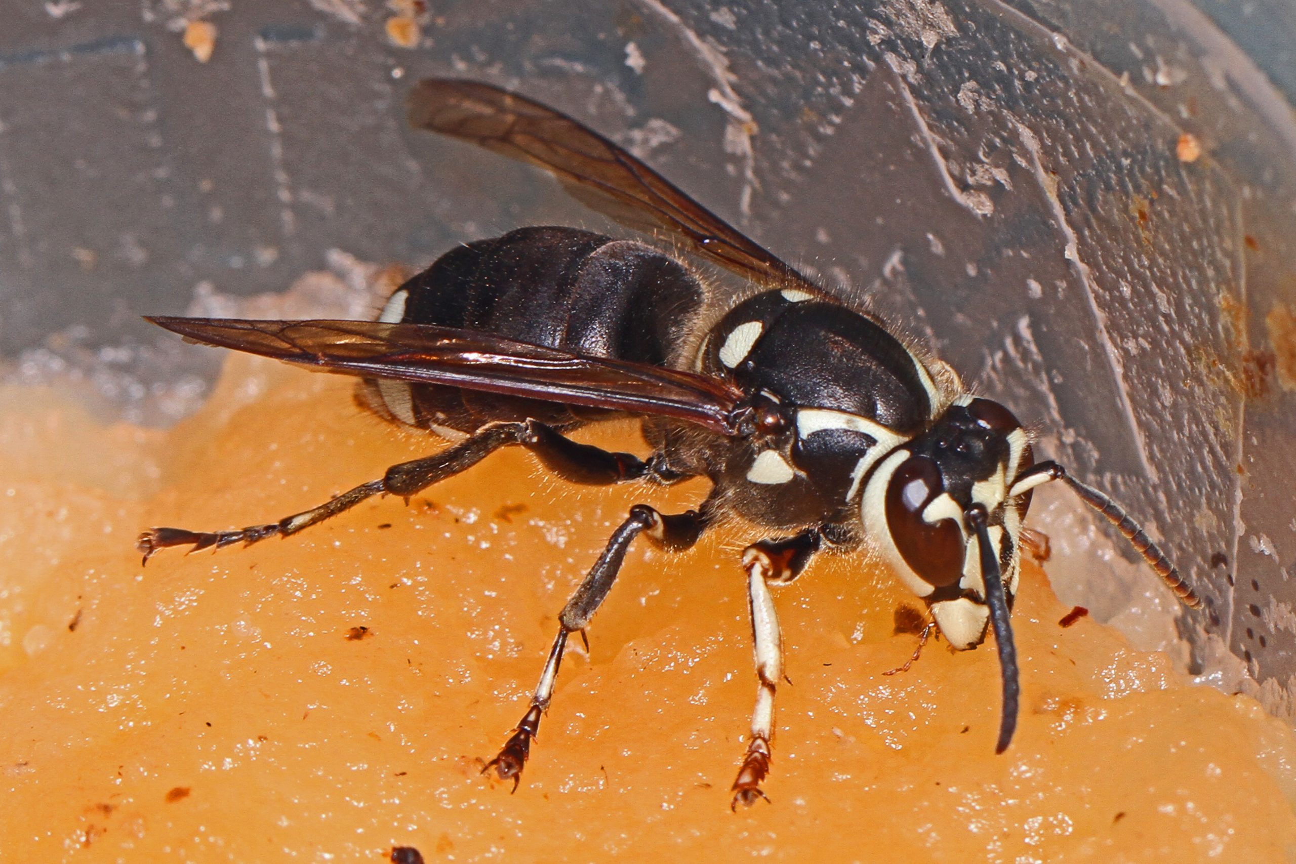 Bald-Faced Hornet (Dolichovespula maculata)